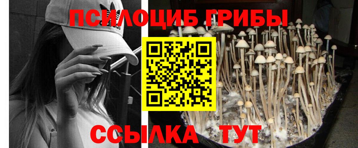 Чайковский  Галлюциногенные грибы MAGIC MUSHROOMS  Вход с VPN 